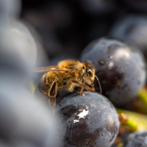 Champagne Charpentier - Charly sur Marne
