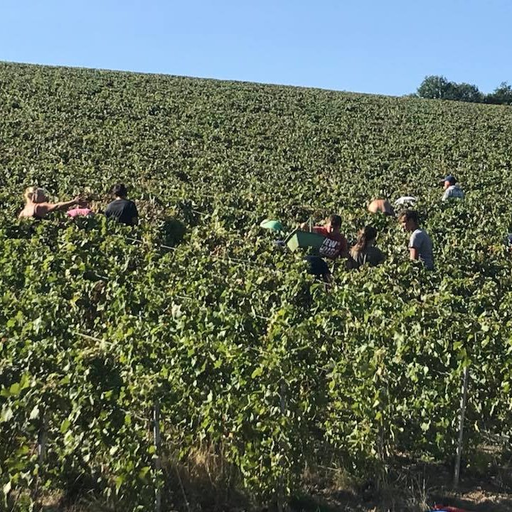 Champagne CRICCO, Villiers-Saint-Denis