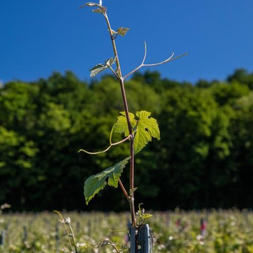 Champagne Charpentier - Charly sur Marne
