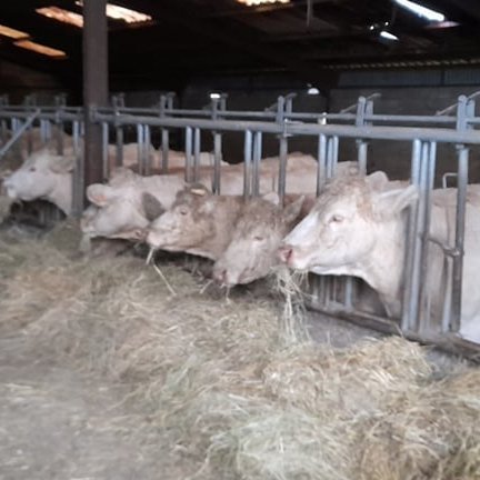 EARL CHOPIN STEPHANE - Elevage Bio - COUPRU