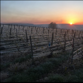 Champagne CRICCO, Villiers-Saint-Denis