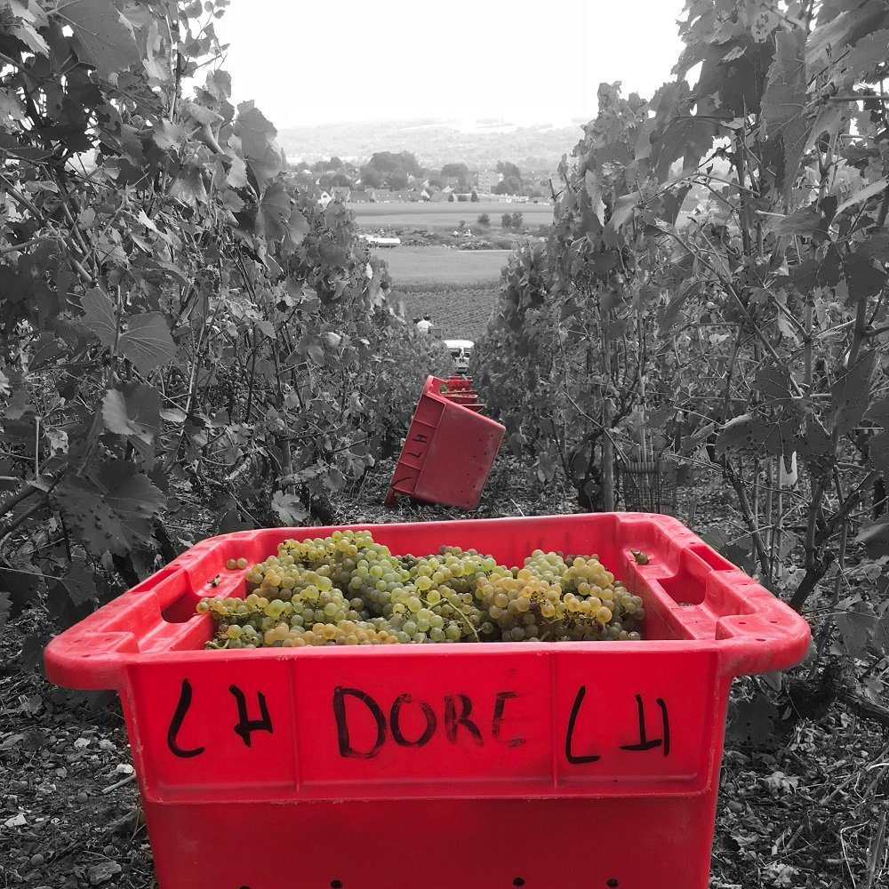 Champagne Doré Léguillette - Charly sur Marne