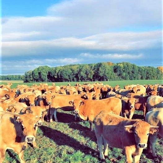 L'AUBRAC DE LA BOULOY - VIELS MAISONS 