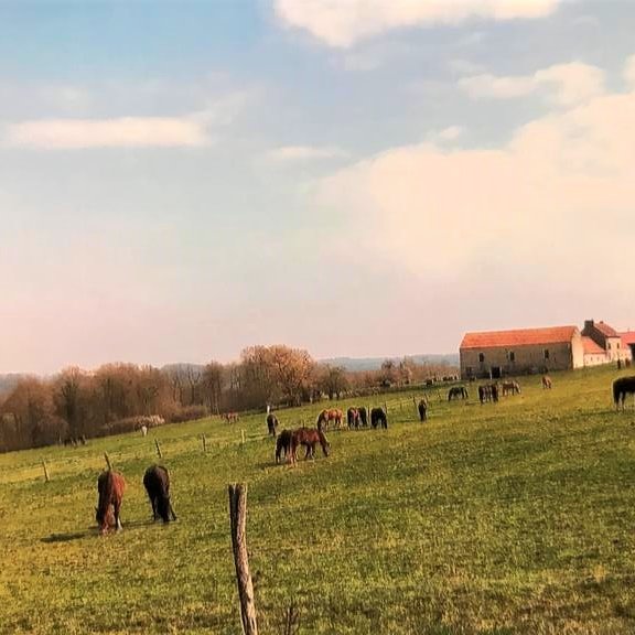 DOMAINE DES ROCHES Pension pour chevaux - Chézy sur Marne