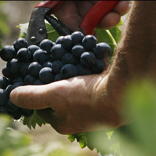 Champagne CRICCO, Villiers-Saint-Denis