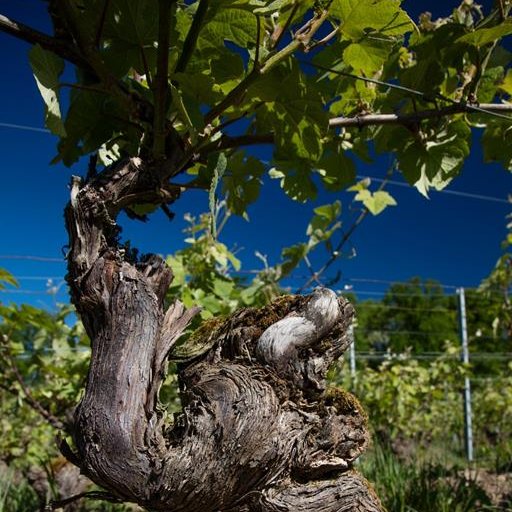 Champagne Charpentier - Charly sur Marne