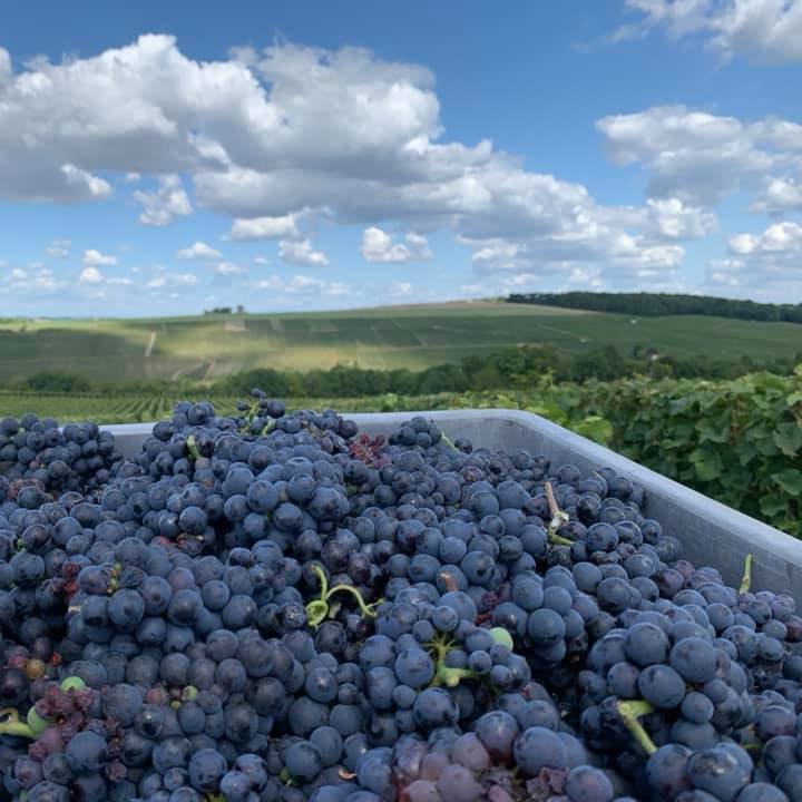 Champagne Daniel Gerbaux - Chézy sur Marne